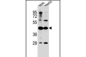 C10orf129 Antibody (C-term) (ABIN656532 and ABIN2845798) western blot analysis in A549,HepG2 cell line lysates (35 μg/lane). (C10ORF129 antibody  (C-Term))