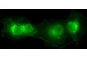 Anti-SOX17 mouse monoclonal antibody (ABIN2452377) immunofluorescent staining of COS7 cells transiently transfected by pCMV6-ENTRY SOX17 (RC220888). (SOX17 antibody  (AA 177-414))