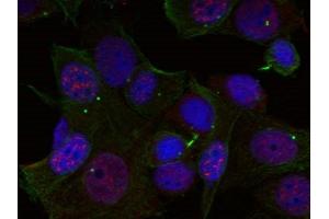 Immunofluorescence staining of methanol-fixed Hela cells using Rel(Phospho-Ser503) Antibody. (c-Rel antibody  (pSer503))