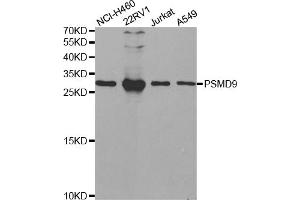 Western blot analysis of extracts of various cell lines, using PSMD9 antibody (ABIN5973093) at 1/1000 dilution.