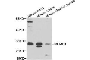 Western blot analysis of extracts of various cell lines, using MEMO1 antibody. (MEMO1 antibody)