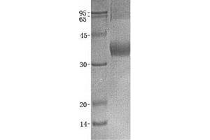 Validation with Western Blot (BTN1A1 Protein (GST tag))