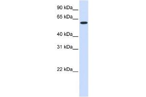UGT8 antibody used at 1 ug/ml to detect target protein. (UGT8 antibody  (Middle Region))