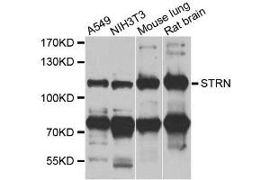 Western blot analysis of extracts of various cell lines, using STRN antibody. (Striatin antibody  (AA 581-780))