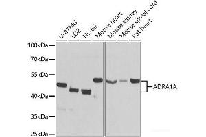 alpha 1 Adrenergic Receptor Antikörper