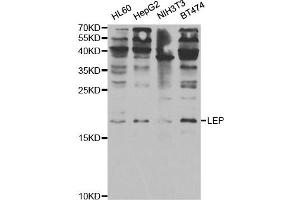 Western Blotting (WB) image for anti-Leptin (LEP) antibody (ABIN1876874) (Leptin antibody)