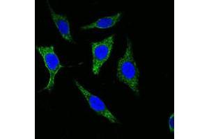 Confocal immunofluorescence analysis of methanol-fixed Eca-109 cells using KRT5 monoclonal antibody, clone 7H8  (green) , showing cytoplasmic localization. (Cytokeratin 5 antibody)