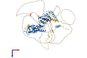 Nibrin Protein (NBN) (AA 1-754) (His tag)