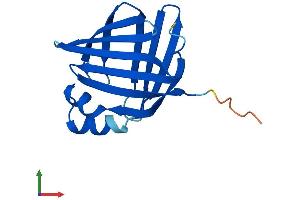 AlphaFold protein structure predicition of Human Recombinant FABP12 Protein, UniprotID A6NFH5