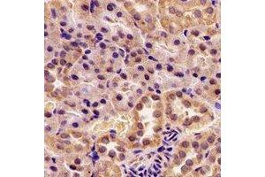 Immunohistochemical analysis of AUH staining in rat kidney formalin fixed paraffin embedded tissue section. (AUH antibody)