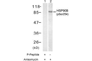 Image no. 1 for anti-Heat Shock Protein 90kDa alpha (Cytosolic), Class B Member 1 (HSP90AB1) (pSer254) antibody (ABIN196934) (HSP90AB1 antibody  (pSer254))
