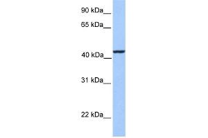 WB Suggested Anti-KLC3 Antibody Titration: 0. (KLC3 antibody  (Middle Region))