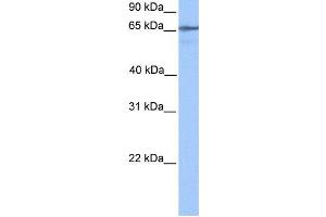 Western Blotting (WB) image for anti-BHMG1 antibody (ABIN2459460) (BHMG1 antibody)