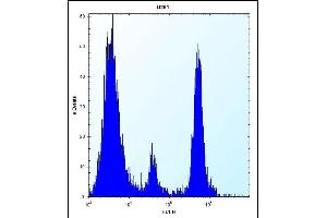 POMT1 Antibody (C-term) (ABIN656314 and ABIN2845617) flow cytometric analysis of  cells (right histogram) compared to a negative control cell (left histogram). (POMT1 antibody  (C-Term))