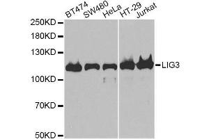 Western blot analysis of extracts of various cell lines, using LIG3 antibody. (LIG3 antibody)
