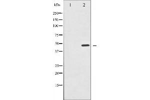 Western blot analysis of IKK- gamma phosphorylation expression in TNF-a treated 293 whole cell lysates,The lane on the left is treated with the antigen-specific peptide. (IKBKG antibody  (pSer31))