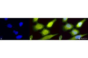 Immunocytochemistry/Immunofluorescence analysis using Rabbit Anti-AHA1 Polyclonal Antibody . (AHSA1 antibody  (FITC))