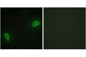 Immunofluorescence analysis of HepG2 cells, using DOK7 Antibody. (DOK7 antibody  (AA 10-59))