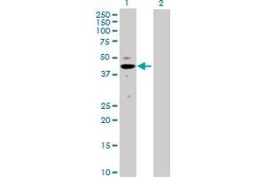 Western Blot analysis of MAPK3 expression in transfected 293T cell line by MAPK3 MaxPab polyclonal antibody.