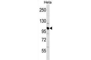 CUL1 Antibody (C-term) western blot analysis in Hela cell line lysates (35µg/lane). (Cullin 1 antibody  (C-Term))