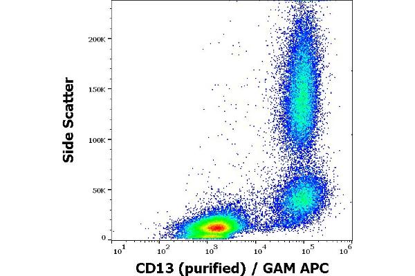 CD13 antibody