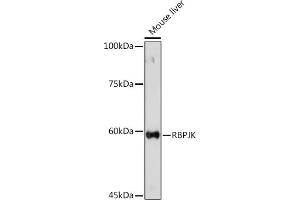 Western blot analysis of extracts of Mouse liver, using RBPJKK Rabbit pAb (ABIN6131815, ABIN6146805, ABIN6146806 and ABIN6221327) at 1:500 dilution. (RBPJ antibody  (AA 1-260))