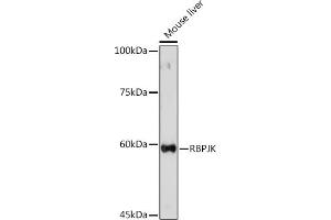 Western blot analysis of extracts of Mouse liver, using RBPJKK Rabbit pAb (ABIN6131815, ABIN6146805, ABIN6146806 and ABIN6221327) at 1:500 dilution. (RBPJ antibody  (AA 1-260))