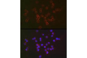 Immunofluorescence (IF) image for anti-Interferon alpha/beta Receptor 2 (IFNAR2) (AA 27-243) antibody (ABIN3015563)