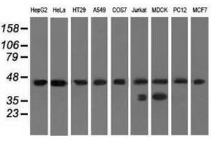 Image no. 2 for anti-Chromosome 9 Open Reading Frame 41 (C9orf41) antibody (ABIN1497061) (C9orf41 antibody)