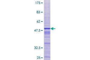 THYN1 Protein (AA 1-166) (GST tag)