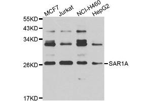 Western blot analysis of extracts of various cell lines, using SAR1A antibody. (SAR1A antibody)