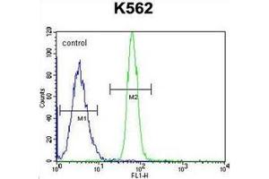 Flow cytometric analysis of K562 cells using LRRC63 Antibody (C-term) Cat. (LRRC63 antibody  (C-Term))