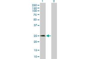 Western Blot analysis of NECAB2 expression in transfected 293T cell line by NECAB2 MaxPab polyclonal antibody.