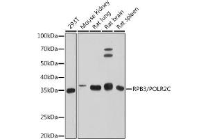 Western blot analysis of extracts of various cell lines, using RPB3/POLR2C antibody (ABIN7269458) at 1:500 dilution. (POLR2C antibody)