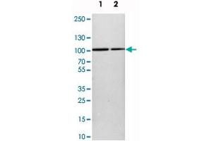 Western blot analysis of cell lysates with KIAA1024 polyclonal antibody  at 1:250-1:500 dilution. (KIAA1024 antibody)