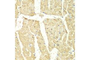 Immunohistochemistry of paraffin-embedded mouse heart using PSMC2 antibody (ABIN1874379) at dilution of 1:100 (40x lens). (PSMC2 antibody)