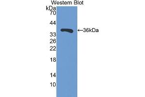 Western Blotting (WB) image for anti-Sirtuin 4 (SIRT4) (AA 26-333) antibody (ABIN1078531)
