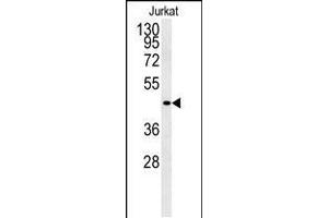 Western blot analysis of FFAR3 Antibody in Jurkat cell line lysates (35ug/lane)