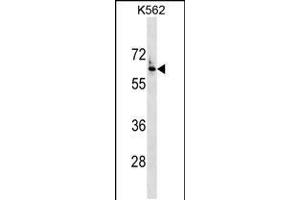 Western blot analysis in K562 cell line lysates (35ug/lane). (FZD7 antibody  (AA 202-229))