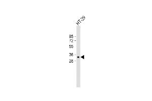 Anti-MyD88 Antibody (Center) at 1:2000 dilution + HT-29 whole cell lysate Lysates/proteins at 20 μg per lane. (MYD88 antibody  (AA 136-164))