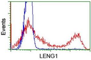 HEK293T cells transfected with either RC204931 overexpress plasmid (Red) or empty vector control plasmid (Blue) were immunostained by anti-LENG1 antibody (ABIN2454706), and then analyzed by flow cytometry. (Leng1 antibody)