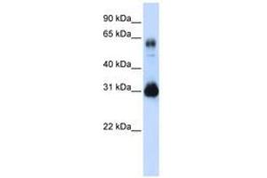 Image no. 1 for anti-SRY (Sex Determining Region Y)-Box 15 (SOX15) (C-Term) antibody (ABIN6740337) (SOX15 antibody  (C-Term))