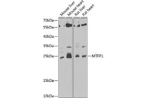 Western blot analysis of extracts of various cell lines, using MTFP1 antibody (ABIN6133078, ABIN6144138, ABIN6144139 and ABIN6222920) at 1:1000 dilution. (Mtfp1 antibody  (AA 1-166))