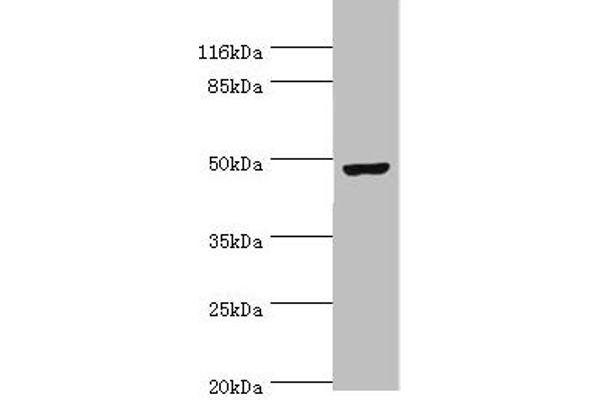 CKMT2 antibody  (AA 40-230)