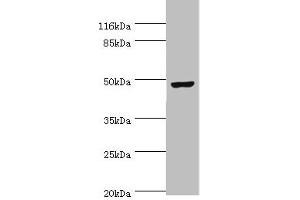 Western blot All lanes: CKMT2 antibody at 6 μg/mL + Hela whole cell lysate Secondary Goat polyclonal to rabbit IgG at 1/10000 dilution Predicted band size: 48 kDa Observed band size: 48 kDa (CKMT2 antibody  (AA 40-230))