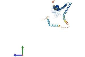AlphaFold protein structure predicition of Human Recombinant PLEKHD1 Protein, UniprotID A6NEE1 (PLEKHD1 Protein (AA 1-506) (His tag))
