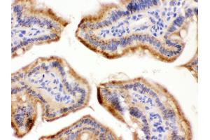Anti- FUT1 Picoband antibody, IHC(P) IHC(P): Mouse Intestine Tissue (FUT1 antibody  (N-Term))