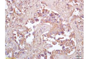 HSPE1 antibody  (AA 51-102)