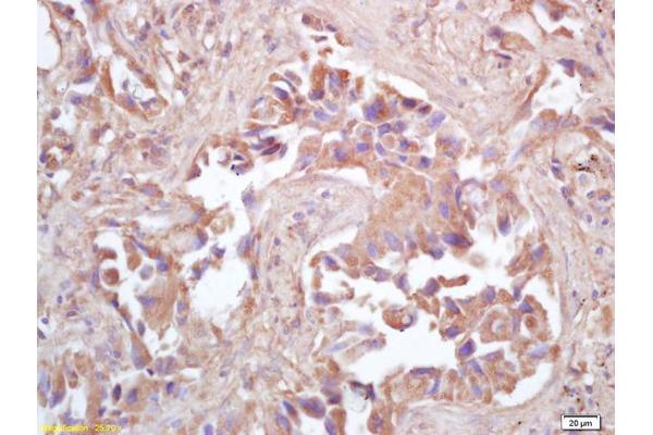 HSPE1 antibody  (AA 51-102)