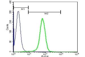 U937 cells probed with Rabbit Anti-CD16 Polyclonal Antibody . (CD16a, CD16b (AA 131-230) antibody)